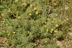 Ajuga chamaepitys