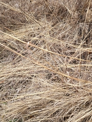 Sorghastrum