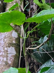 Dioscorea cayenensis