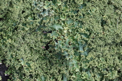 Podostictina pickeringii