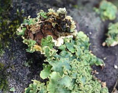 Podostictina pickeringii