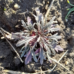 Ajuga chamaepitys