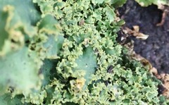 Podostictina pickeringii