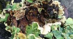 Podostictina pickeringii