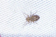 Mesopsocus