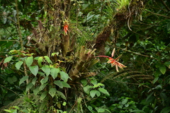 Aechmea retusa