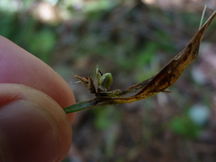 Scleria oligantha