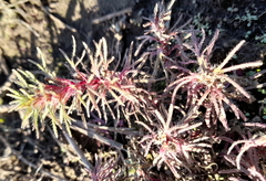 Ajuga chamaepitys