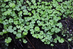 Hydrocotyle heteromeria