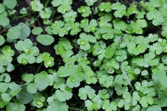 Hydrocotyle heteromeria