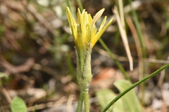 Pseudopodospermum molle