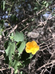 Abutilon indicum