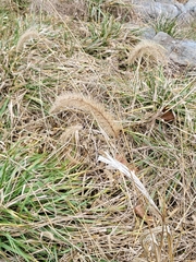 Setaria viridis major