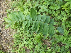 Polygonatum multiflorum