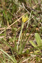 Pseudopodospermum molle