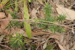 Melichrus urceolatus