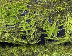 Homalothecium nuttallii