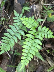 Adiantum latifolium