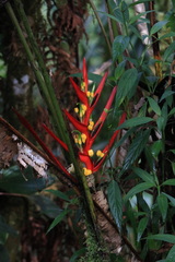 Heliconia psittacorum