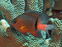 Plectroglyphidodon dickii