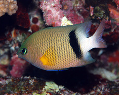 Plectroglyphidodon dickii