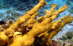 Plectroglyphidodon dickii