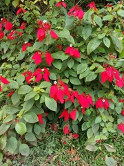 Mussaenda erythrophylla