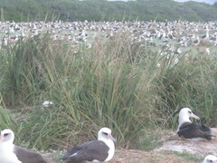 Eragrostis variabilis