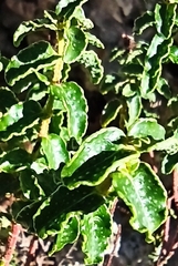 Hypericum balearicum