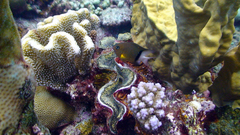 Plectroglyphidodon dickii