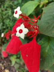 Mussaenda erythrophylla