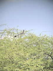 Corythaixoides leucogaster