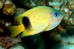 Plectroglyphidodon johnstonianus