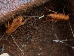 Shelfordella lateralis