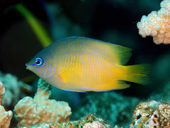 Plectroglyphidodon johnstonianus