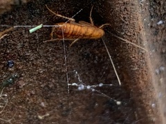 Shelfordella lateralis