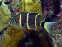 Plectroglyphidodon phoenixensis