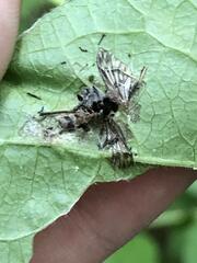 Furia ithacensis