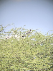 Corythaixoides leucogaster