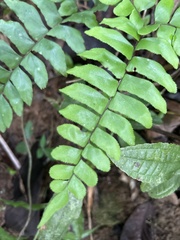 Adiantum latifolium