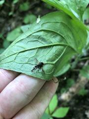 Furia ithacensis