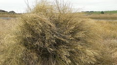 Chionochloa rigida rigida