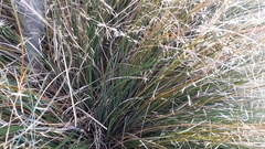 Chionochloa rigida rigida