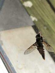Furia ithacensis