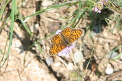 Melitaea celadussa