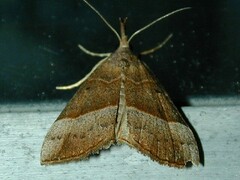 Hypena eductalis