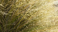 Chionochloa rigida rigida