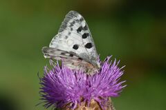 Parnassius apollo