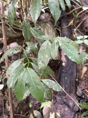 Faramea occidentalis