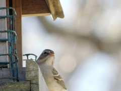 Spizella passerina